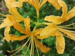 -黄海国家森林公园