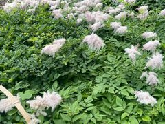 -黑龙江省森林植物园