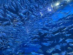 -海合安成都极地海洋公园