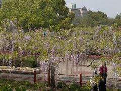 -嘉定紫藤园