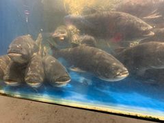 -深巷家味馆.湖北头牌红烧鱼头拌饭(黄陂店)