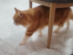 -喵园·猫主题咖啡厅·撸猫·猫咖(国贸店)