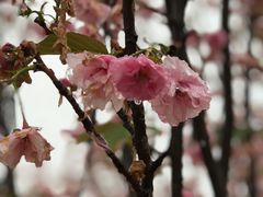 -天适樱花悠乐园