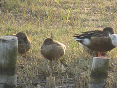 -华侨城湿地公园