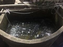 -y牌太安鱼