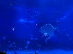 -烟台海昌鲸鲨海洋公园