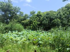 -昆山城市生态森林公园