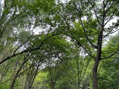 -昆山城市生态森林公园