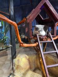 -酷嗒动物文化乐园(cutezoo西溪乐天城店)