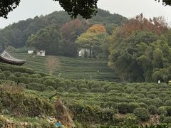 -阿巧茶庄
