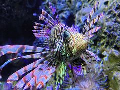 -太平洋海底世界