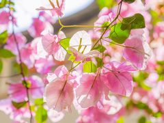 -深圳国际园林花卉博览园