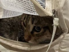 -艾贝尔宠物医院·24H转诊中心·肿瘤猫专科(江宁双龙店)