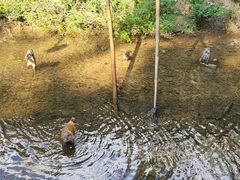 -西双版纳原始森林公园