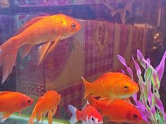 -粗粮人家·东北菜(洋桥店)