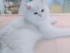 -猫在这儿猫咪咖啡馆·撸猫馆