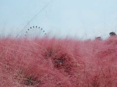 -金卉庄园