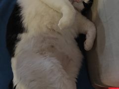 -Anne猫窝咖啡屋