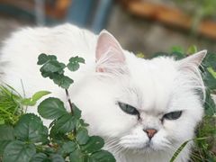 -喵屿·大理花园猫咖