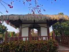 -东莞植物园
