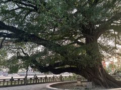 -江心屿景区