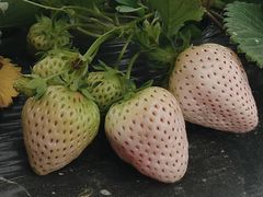 -喜杨洋草莓采摘园