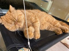 -猫和宫(六道口店)