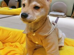 -逗柴咖啡屋·狗咖猫咖宠物桌游