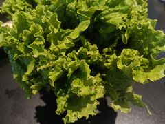 -新草堂锅物料理(泉城路店)