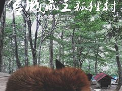 -宫城藏王狐狸村
