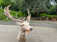 -北京野生动物园