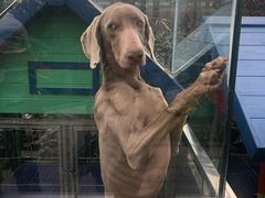 -无声臭豆腐(大井1号店)