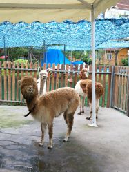 -萌宠亲子动物乐园(槐房万达店)