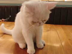 -猫小院猫主题餐厅(三里屯店)