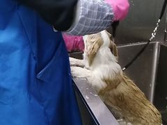 -圣宠动物医院·犬猫专科·影像中心·外科中心