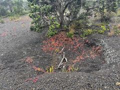 -夏威夷火山国家公园