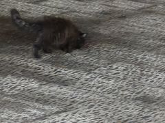 -察理王子(金浦店)