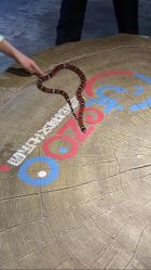 -酷嗒动物文化乐园(cutezoo西溪乐天城店)