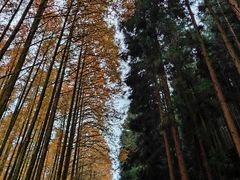 -山王坪喀斯特国家生态公园