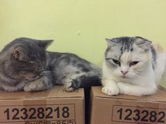-猫色咖啡·猫咖
