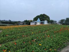 -空港花田景区