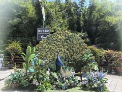 -西双版纳原始森林公园
