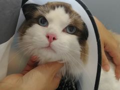 -关爱宠物医院·猫科中心·消化科(滨湖万达分院)