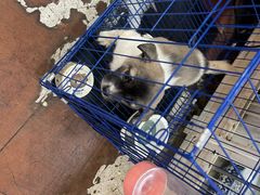 -青石桥花鸟鱼虫市场(叠翠城店)