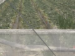 -喜杨洋草莓采摘园