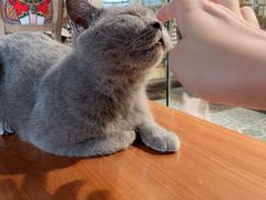 -more than meow吴止猫主题餐厅(承德 中船汇店)