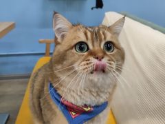 -猫咪咖啡·猫咖(万达广场店)