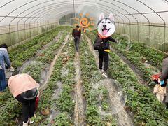 -洪湖家庭农场·团建·露营·会议
