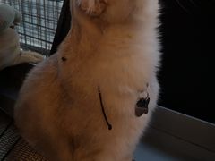 -Cappucimeow猫咪咖啡馆(韦伯时代店)