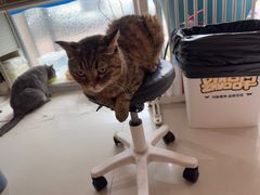 -平行世界·猫咖(首经贸店)
